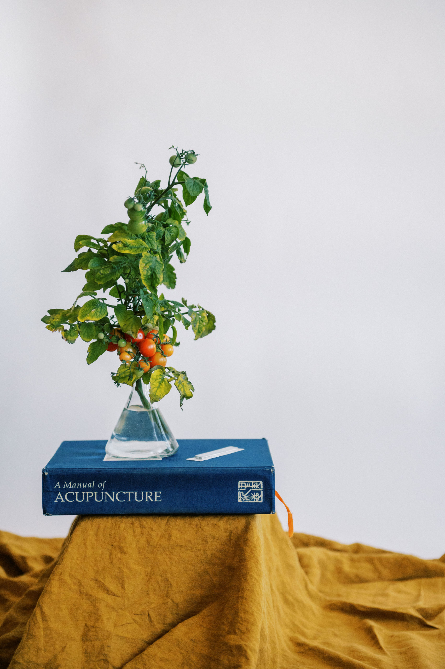 Tomato plant sitting on blue acupuncture manual